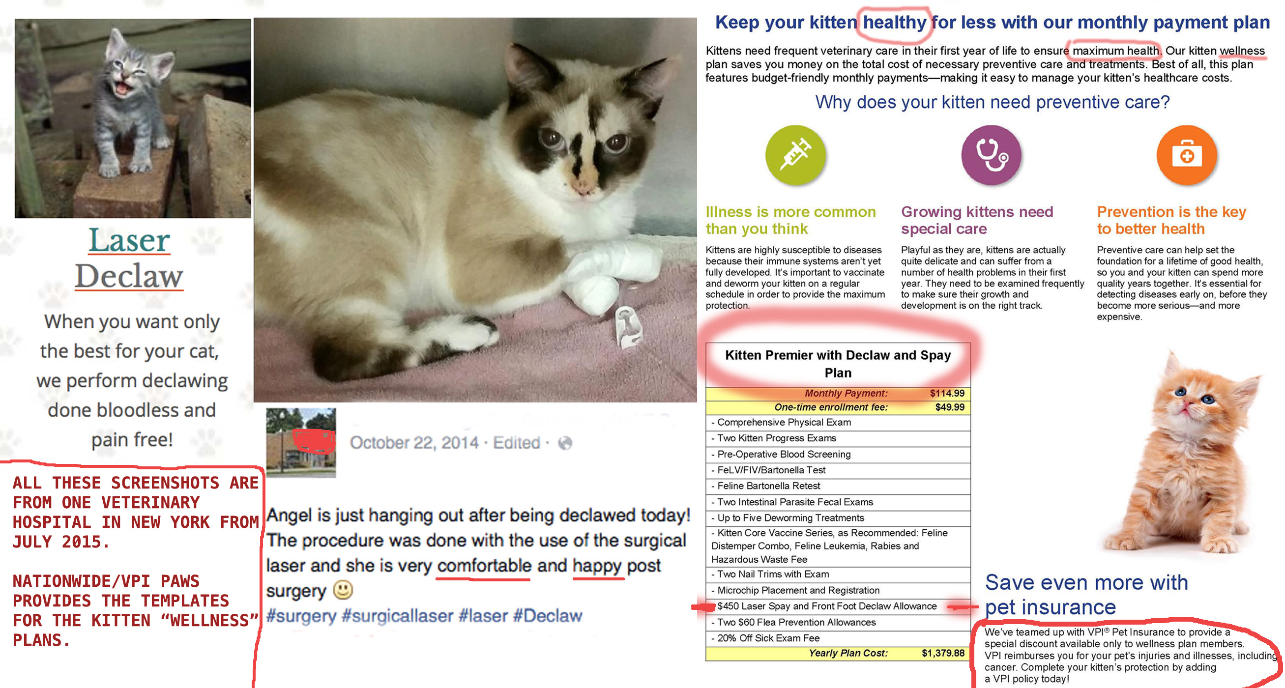 can you declaw a can you declaw a cat 2018 cats can you declaw a can you declaw a cat 2018 cats
