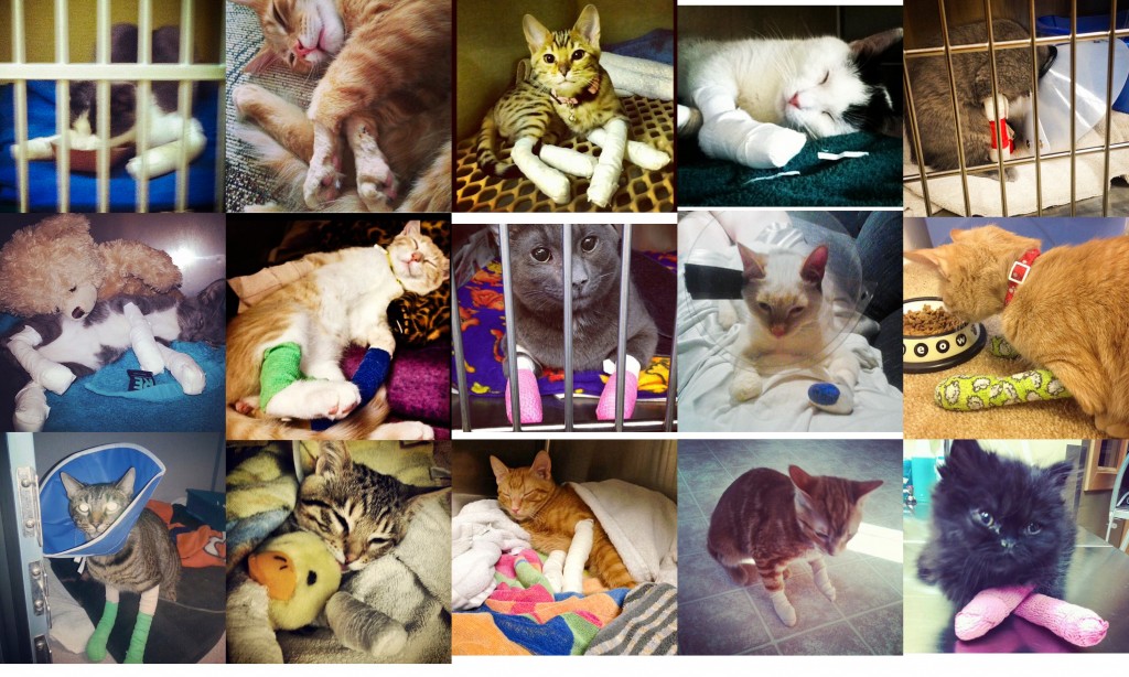 Banner Declawed Kitties