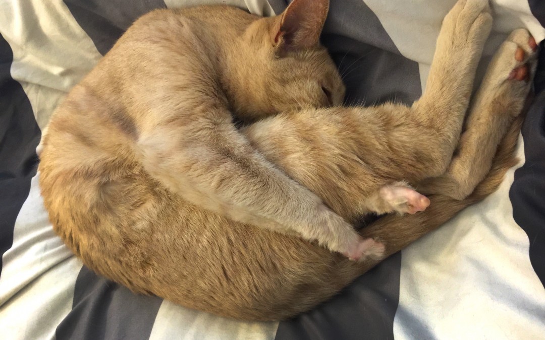 AAHA Double Standard & Lack of Accountability for Declawing