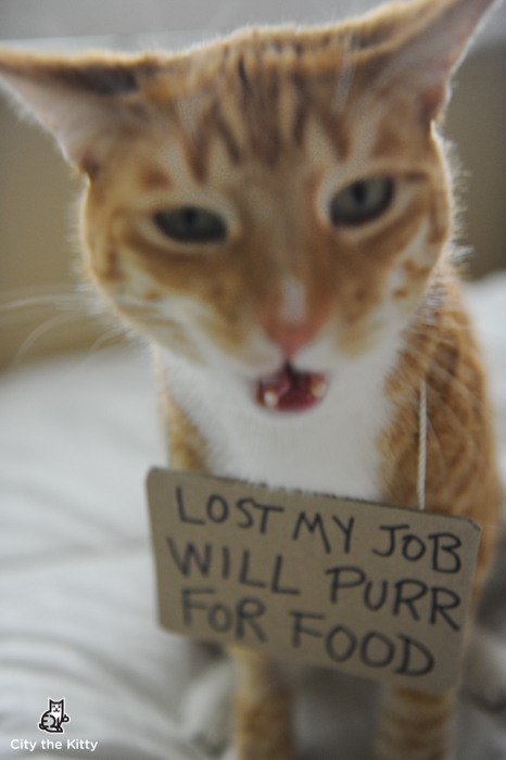Cat Repellents - Keep cats out of unwanted areas. Cat Repellents - Keep cats out of unwanted areas.