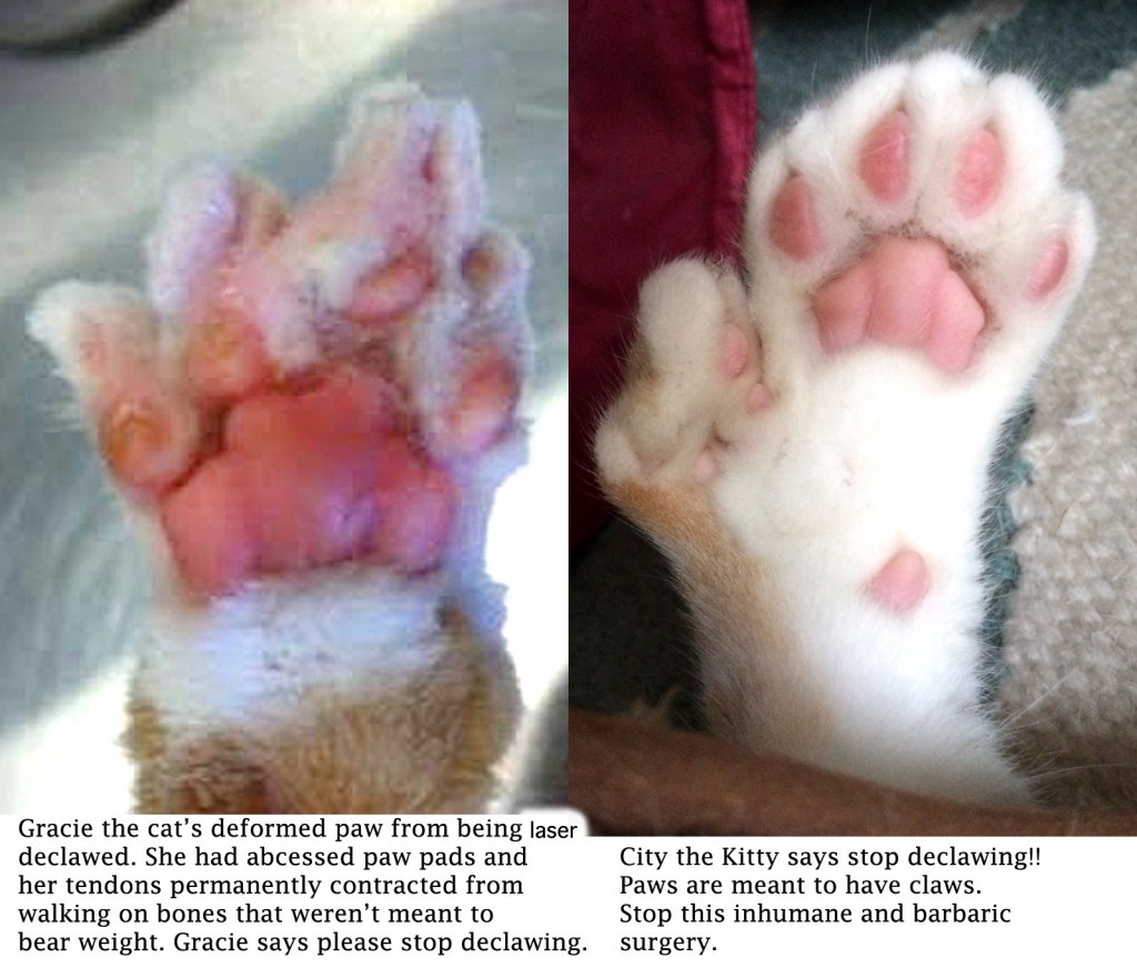 How Much Does It Cost To Get A Cat Declawed And Fixed Food Ideas