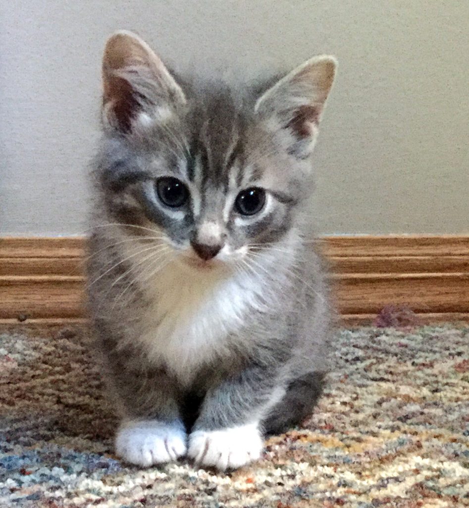 Mouse