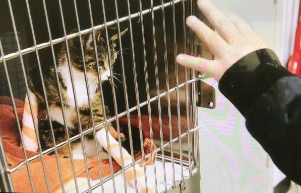 Will The Animal Planet’s “The Vet Life” Vets Educate Instead of Amputate?