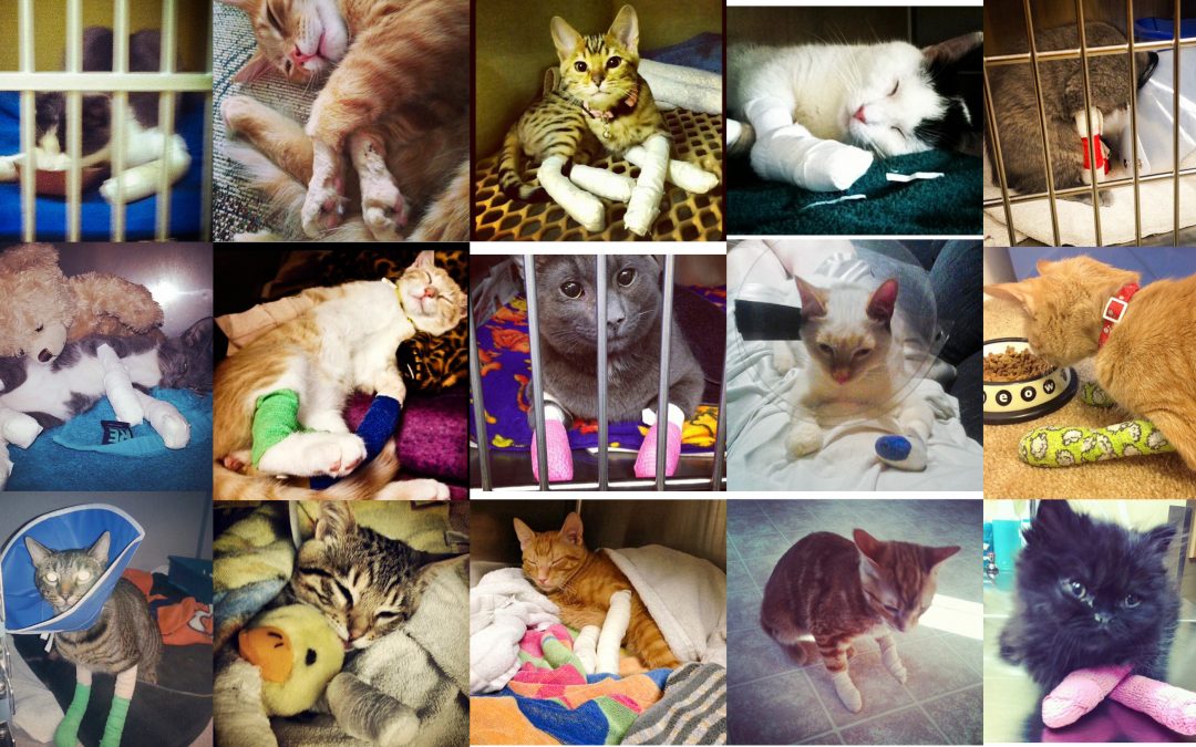 How The California Veterinary Medical Association Stopped The 2018 Anti-Declawing Bill